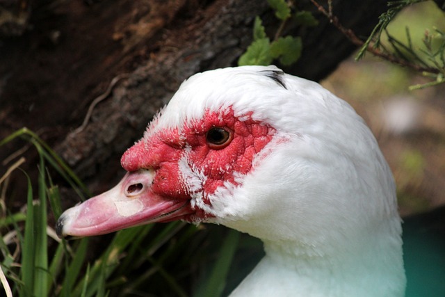 未來陣容思 未來陣容思