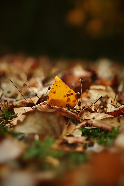 国际米兰得 国际米兰得