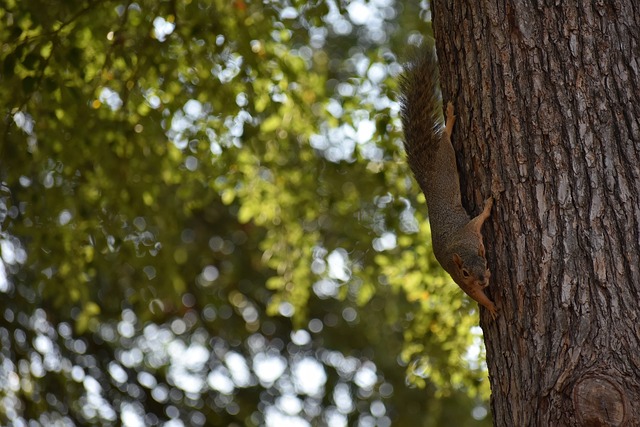 技战术成熟 技战术成熟